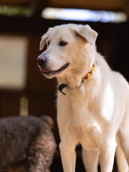 Valentino in der Tierherberge Donzdorf