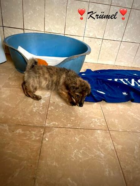 Krümel  ein kleines Herz sucht endlich Geborgenheit