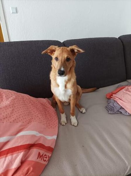 Freundlicher Junghund Fiete