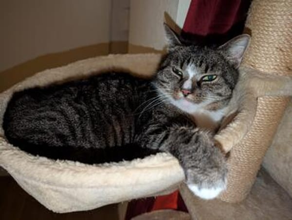 Sid sucht ein liebevolles Zuhause