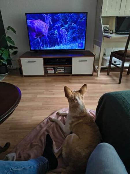 Zoe wartet in Köln auf ihre Menschen