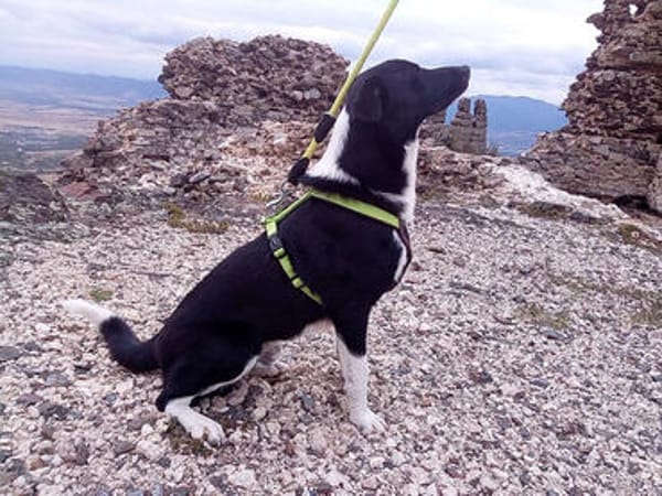 Leonardo - freut sich auf viele Hundfreunde