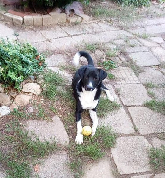 Leonardo - freut sich auf viele Hundfreunde