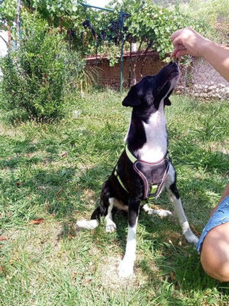 Leonardo - freut sich auf viele Hundfreunde