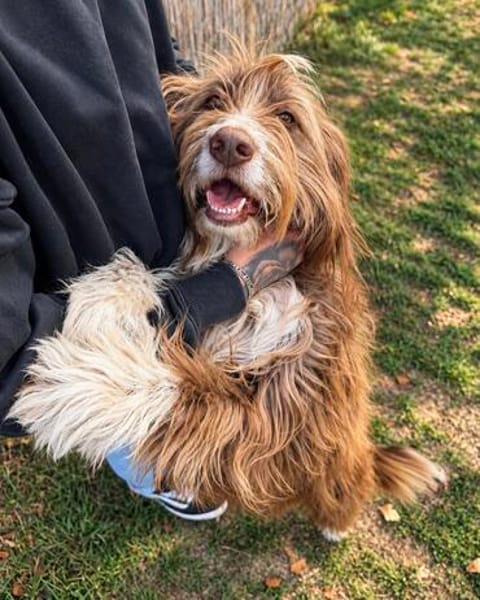 Pflegehund Tejo wartet in 66901 Schönenberg-Kübelberg