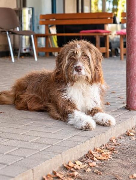 Pflegehund Tejo wartet in 66901 Schönenberg-Kübelberg