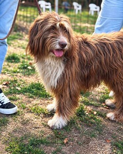 Pflegehund Tejo wartet in 66901 Schönenberg-Kübelberg
