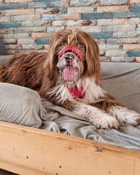 Pflegehund Tejo wartet in 66901 Schönenberg-Kübelberg