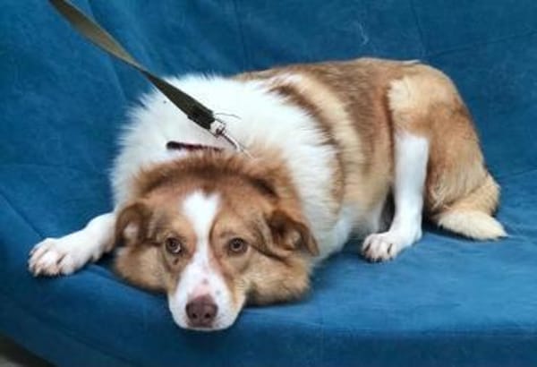 Hundedame Pinky❤sucht ruhiges Zuhause