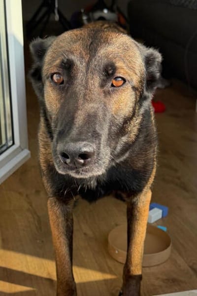Laika  wartet in 50259 Pulheim auf deinen Besuch