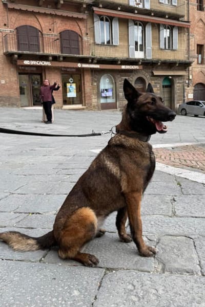 Laika  wartet in 50259 Pulheim auf deinen Besuch