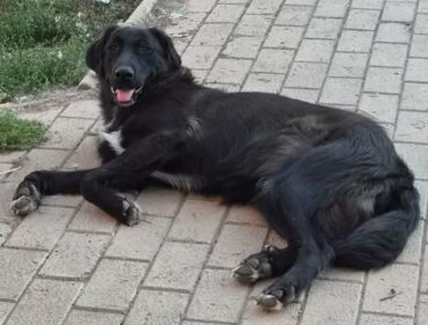 Berry, schwarze Schönheit sucht Zuhause