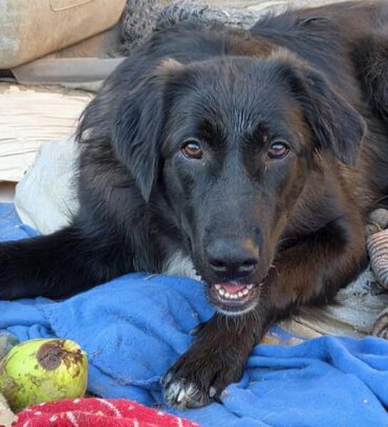 Berry, schwarze Schönheit sucht Zuhause