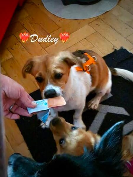 Dudley ist der Knaller
