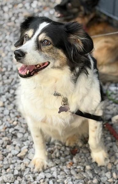 Lola unsere hübsche Dame