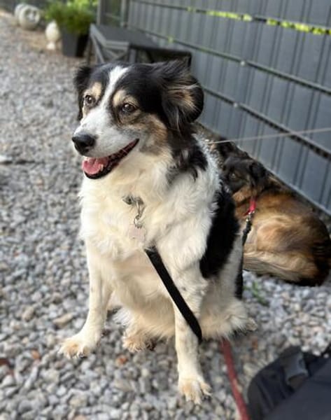 Lola unsere hübsche Dame