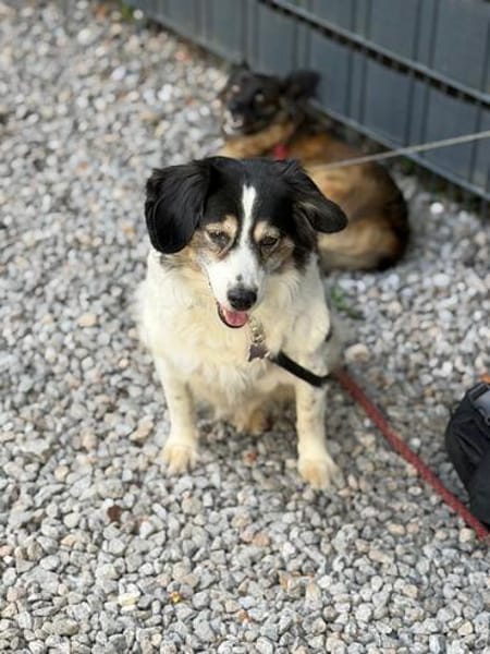 Lola unsere hübsche Dame
