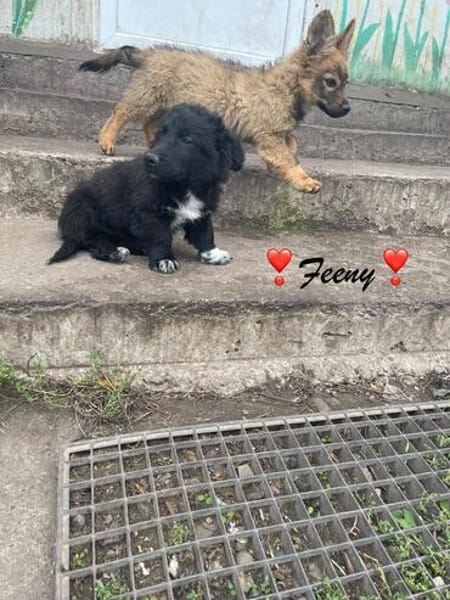 Feeny  winziges Hundemädchen sucht ihr großes Glück