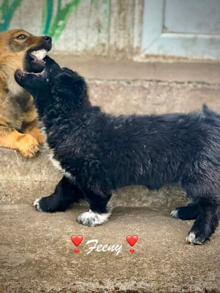 Feeny  winziges Hundemädchen sucht ihr großes Glück