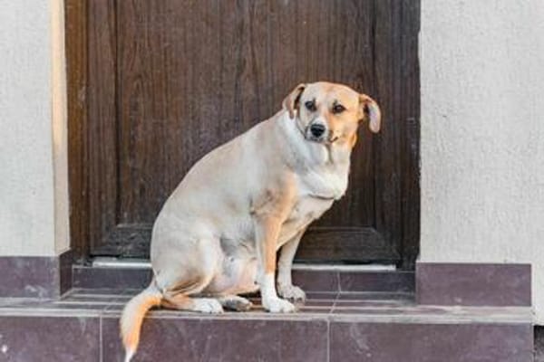 Eve sucht Körbchen auf Lebenszeit