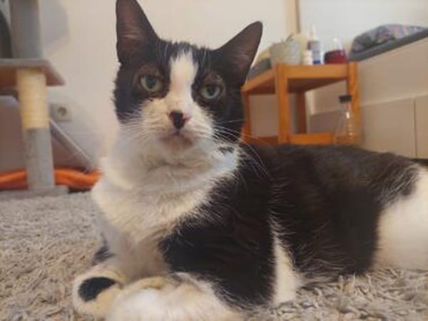 Seniorin Püppi sucht ein liebevolles Zuhause