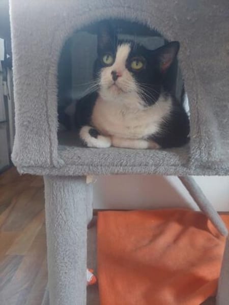 Seniorin Püppi sucht ein liebevolles Zuhause