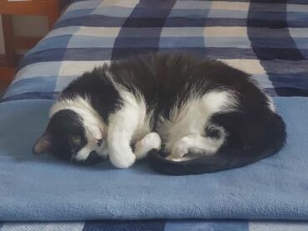 Seniorin Püppi sucht ein liebevolles Zuhause