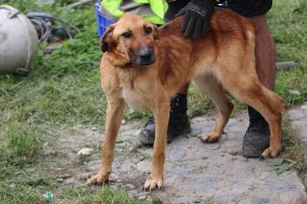 Lilly - sanfte, angenehme Hündin