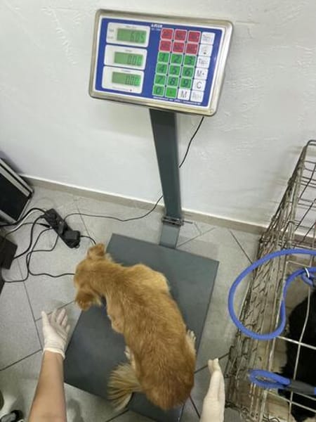 Die kleine Alma wartet auf ihre Menschen