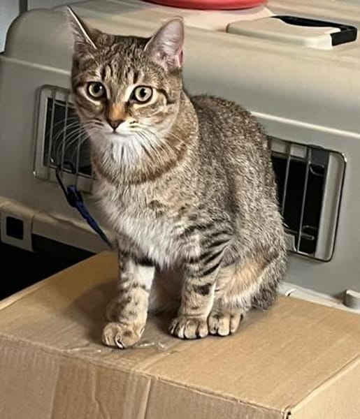 Dina u. Daisy suchen ein liebvolles Zuhause