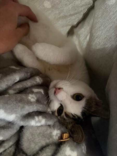 Thaddäus aus dem Tierschutz