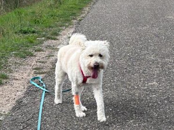 katzenverträglicher hübscher Odin auf PS 91459