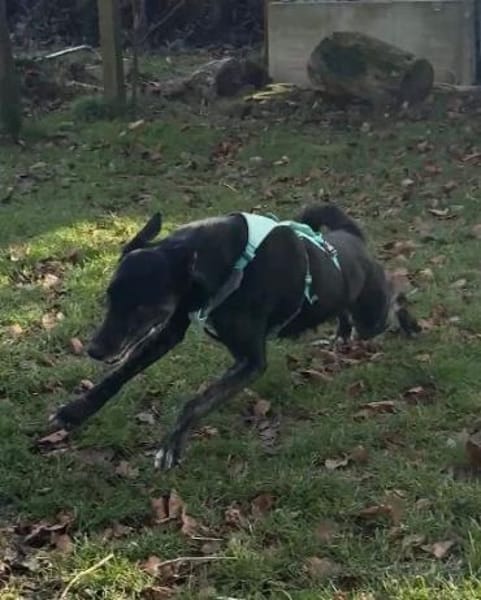 Verspielter Odin