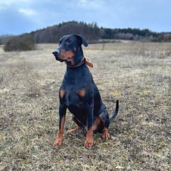 Enzo -liebt es zu kuscheln,ist verspielt