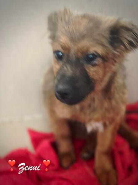 Zenni  kleine Hündin, großes Glück gesucht