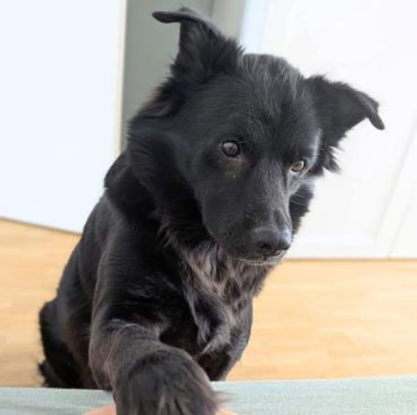 Dio - ein Familienhund