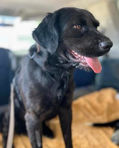 anhänglicher Ole, Labrador in klein, nur ca. 46 cm hoch
