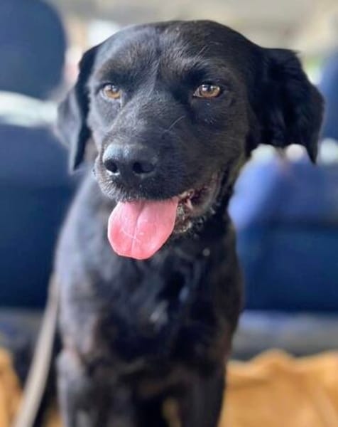 anhänglicher Ole, Labrador in klein, nur ca. 46 cm hoch