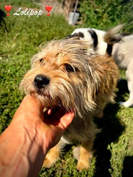 Lolipop  ein kleines Strubbelmädchen mit ganz großem Herzen