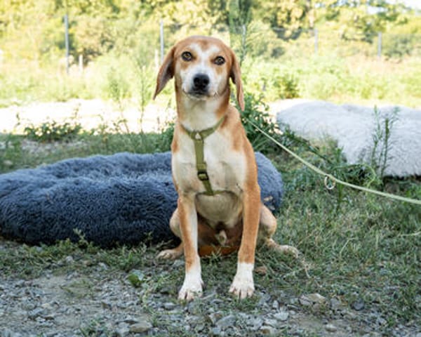 Storm sucht liebevolle Familie...