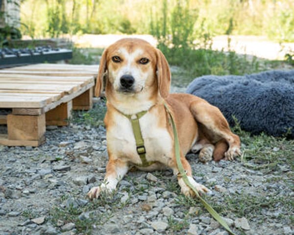 Storm sucht liebevolle Familie...