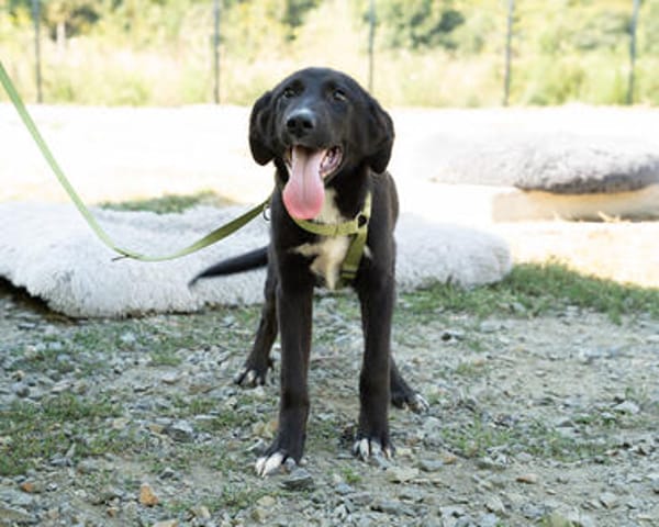 Mylo sucht sein zu Hause