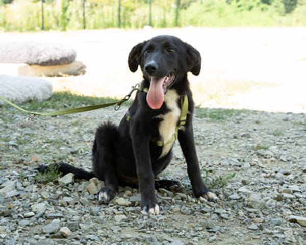Mylo sucht sein zu Hause