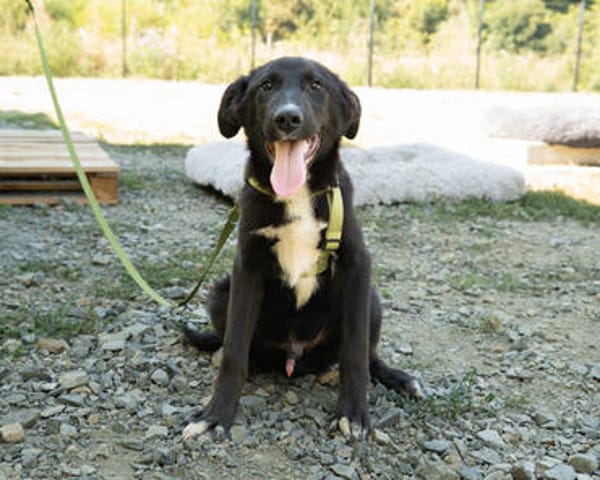 Mylo sucht sein zu Hause
