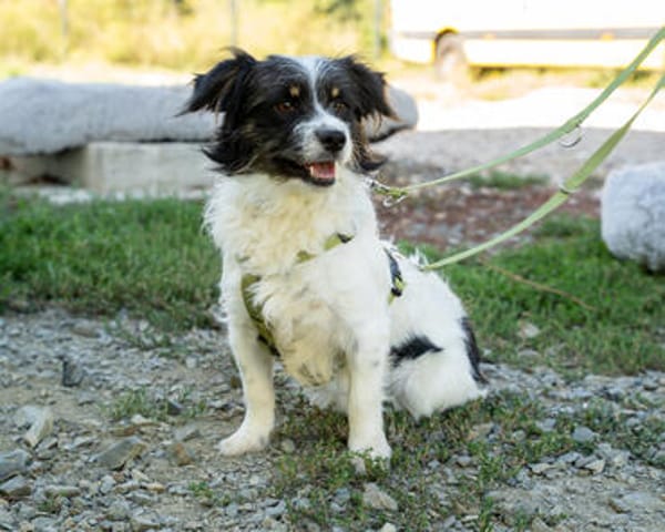 Maglino sucht sein für immer zu Hause...