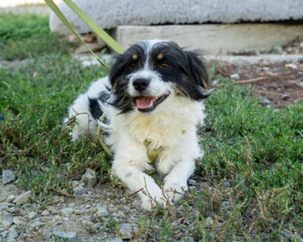 Maglino sucht sein für immer zu Hause...