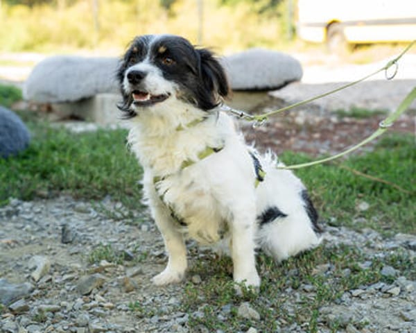 Maglino sucht sein für immer zu Hause...