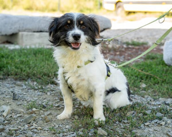 Maglino sucht sein für immer zu Hause...
