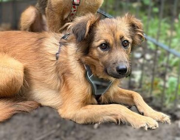 Hazel sucht liebevolle Familie...