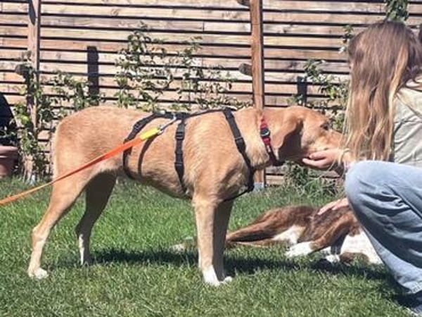 GRETEL  sanfte Seele sucht ihr Glück